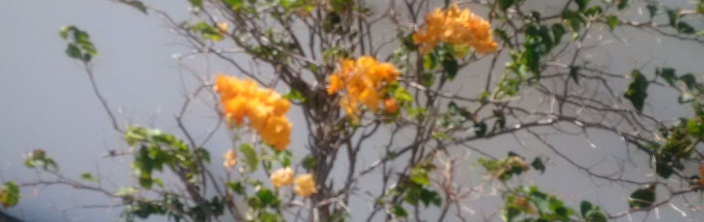 Flowering plant emerging growth