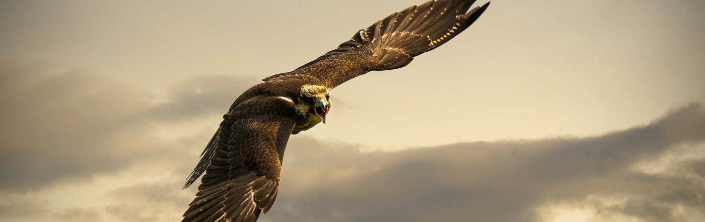 Bird flying through the sky