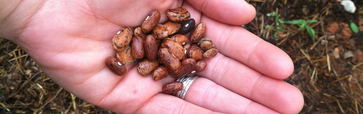 Hand holding seeds for planting