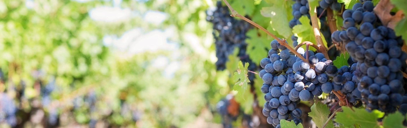 Vines of grapes in the vineyard